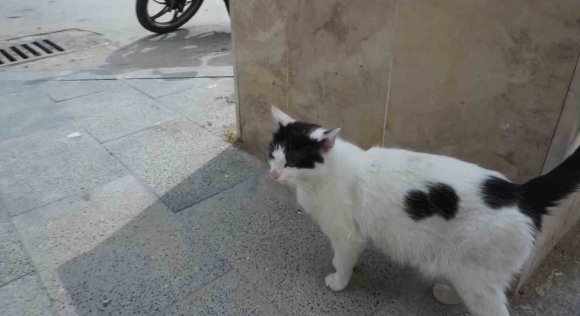 KÖPEĞİNE SALDIRAN KEDİYE TEKME ATTI, O ANLAR KAMERAYA YANSIDI