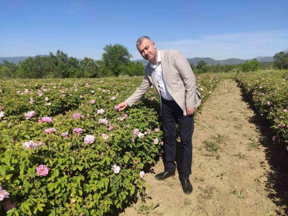 KİLOGRAMI 12 BİN AVRODAN ALICI BULAN ISPARTA GÜL YAĞINDA HASAT HEYECANI BAŞLADI