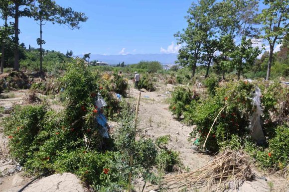 AŞIRI YAĞIŞLARLA DEBİSİ ARTAN ASİ NEHRİ’NDEN GELEN TAŞ YIĞINLARI, ONLARCA TARIM ARAZİSİNE ZARAR VERDİ