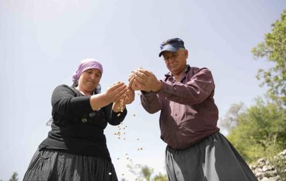 ATALIK TOHUMLAR TOPRAKLA BULUŞTU, ÜRETİCİYE CAN SUYU OLDU