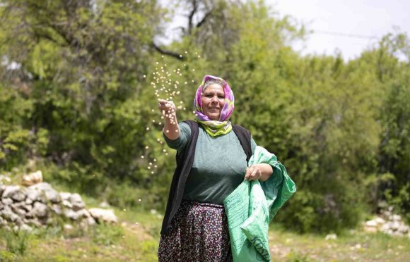 ATALIK TOHUMLAR TOPRAKLA BULUŞTU, ÜRETİCİYE CAN SUYU OLDU