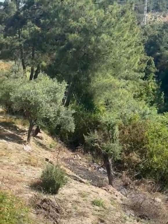 ANTAKYA’DA ZEYTİNLİK ALAN YANGINI