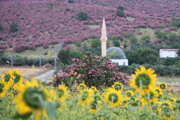 KOZAN’DA DAĞLAR PEMBEYE, OVA GÜNEBAKANLARLA SARIYA BÜRÜNDÜ