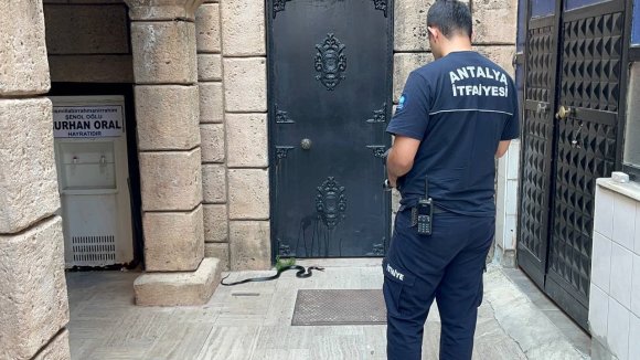 NAMAZA GELEN CEMAAT KARŞILAŞTIKLARI YILANI ÖNCE OYUNCAK SANDI, HAREKET EDİNCE TELEFONA SARILDI