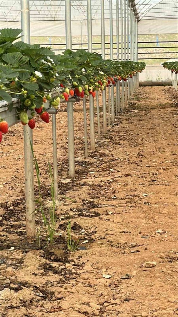 DOĞAKA’NIN DESTEKLEDİĞİ PROJEDE ÇİLEKLER HASAT EDİLMEYE BAŞLANDI