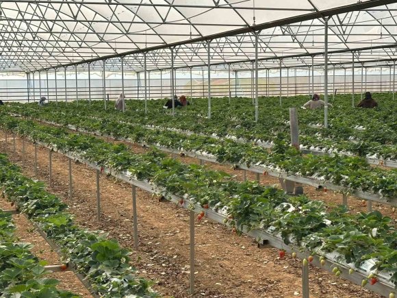 DOĞAKA’NIN DESTEKLEDİĞİ PROJEDE ÇİLEKLER HASAT EDİLMEYE BAŞLANDI