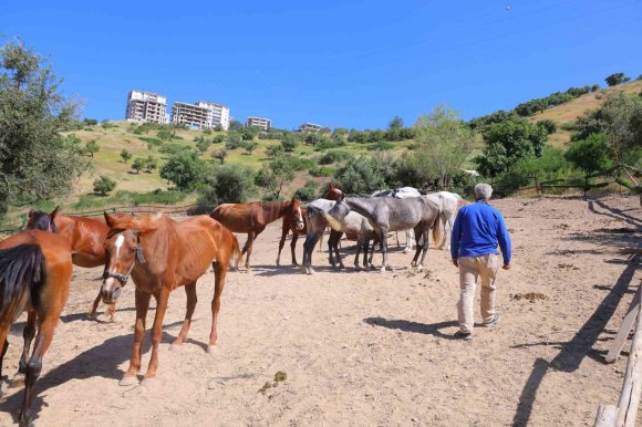 KAHRAMANMARAŞ’TA KAÇAN ATLARI TRAFİK POLİSLERİ SAHİBİNE TESLİM ETTİ