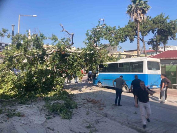 OSMANİYE’DE ÇINAR AĞACI, HALK OTOBÜSÜNÜN ÜZERİNE DÜŞTÜ: SANİYELERLE KURTULDU