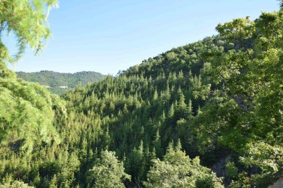 KAHRAMANMARAŞ’TA YANGIN RİSKİNE KARŞI YOL KENARLARINDA TEMİZLİK VE BAKIM