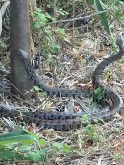ADANA’DA HAVALAR ISINDI, PARKLARDA YILANLAR GÖRÜLMEYE BAŞLANDI