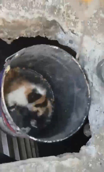 OSMANİYE’DE BALYOZLA GENİŞLETİLEN KUYUDAN YAVRU KEDİ KURTARILDI