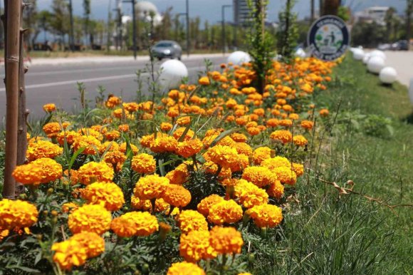 İSKENDERUN SAHİLİ RENKLİ ÇİÇEKLERLE SÜSLENDİ.