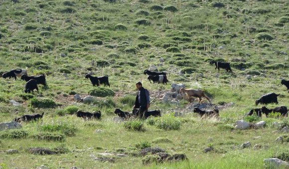 TÜRKİYE’NİN KEÇİ YETİŞTİRME MERKEZİ MERSİN: TOROSLAR YEŞERDİ, YÖRÜKLERİN ZORLU MESAİSİ BAŞLADI