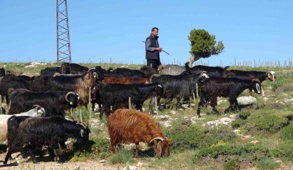 TÜRKİYE’NİN KEÇİ YETİŞTİRME MERKEZİ MERSİN: TOROSLAR YEŞERDİ, YÖRÜKLERİN ZORLU MESAİSİ BAŞLADI