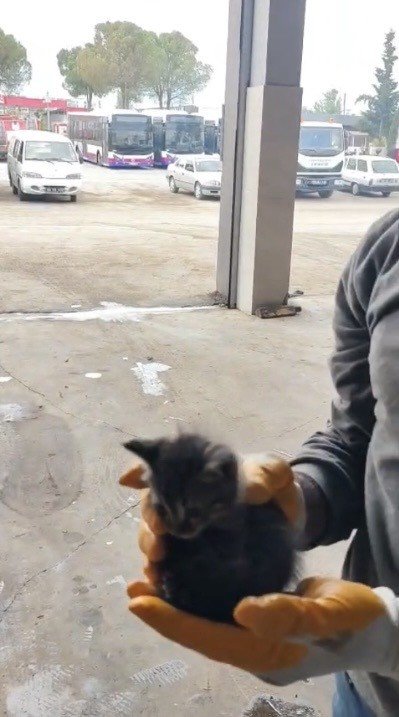OSMANİYE’DE OTOMOBİLİN MOTORUNA SIKIŞAN YAVRU KEDİ KURTARILDI