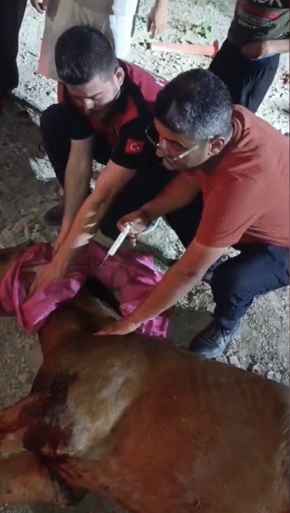 MİNİBÜSÜN ÇARPTIĞI BAŞIBOŞ AT "HAYBULANS" İLE TEDAVİYE ALINDI