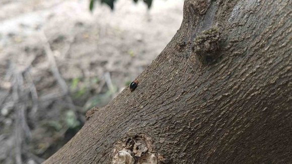 NARENCİYEDE ZARARLILARA KARŞI FAYDALI BÖCEK SEFERBERLİĞİ