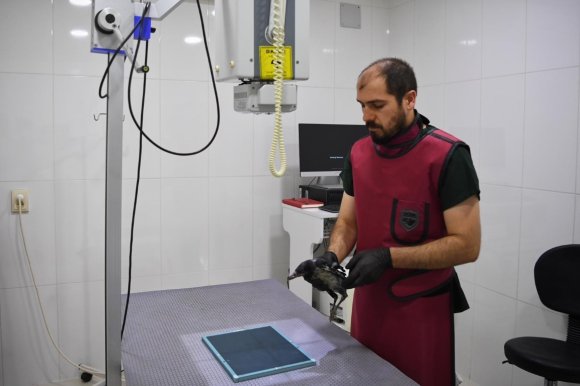 YARALI YAVRU KARGAYA ADETA BEBEK GİBİ BAKIYORLAR