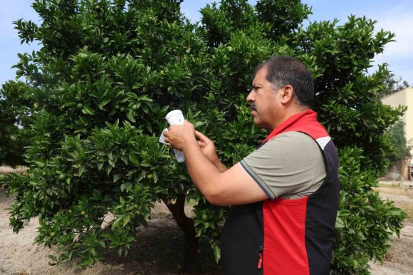 NARENCİYEDE ZARARLILARA KARŞI FAYDALI BÖCEK SEFERBERLİĞİ