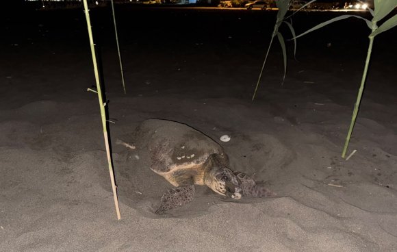 CARETTA CARETTAYI YUVA YAPARKEN GÖREN GENÇLER, DUYARLILIK GÖSTERDİ ÖNLEM ALDI