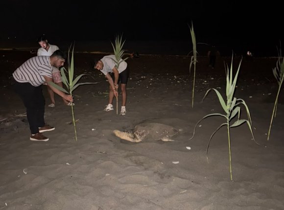 CARETTA CARETTAYI YUVA YAPARKEN GÖREN GENÇLER, DUYARLILIK GÖSTERDİ ÖNLEM ALDI