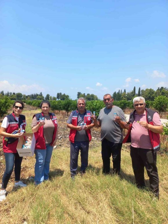 NARENCİYE BAHÇELERİNDE FAYDALI BÖCEK SALIMI YAPILDI