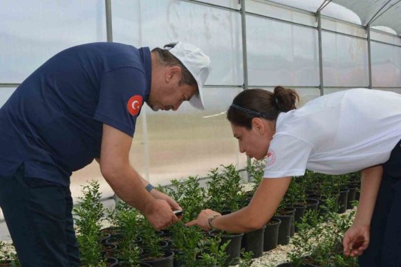ADANA’DA TARIMA FAYDALI BÖCEK İNCELEMESİ
