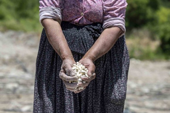 MERSİN’DE ATALIK ’LEKLEK’ FASULYESİ YENİDEN TOPRAKLA BULUŞTU