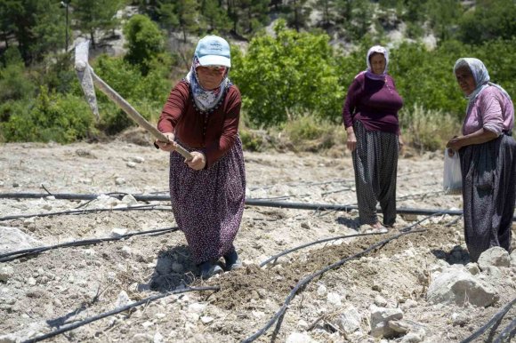 MERSİN’DE ATALIK ’LEKLEK’ FASULYESİ YENİDEN TOPRAKLA BULUŞTU