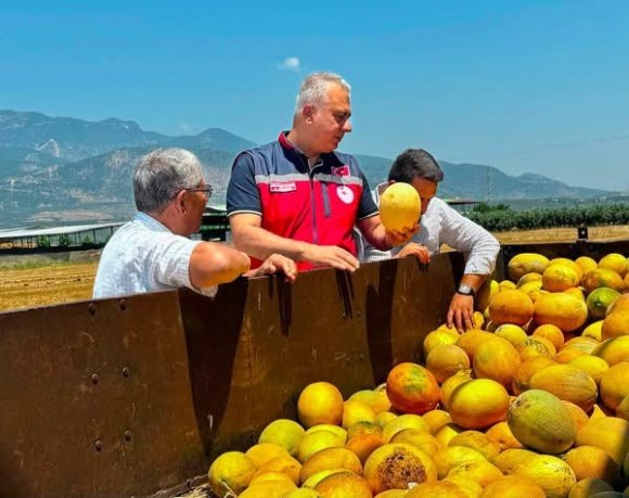 TESCİLLİ KIRIKHAN KAVUNUNDA HASAT DEVAM EDİYOR