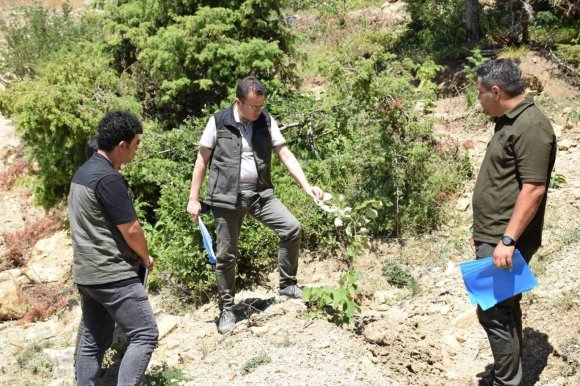 ANDIRIN’DA GELİR GETİRİCİ AĞAÇLANDIRMA ÇALIŞMALARI SÜRÜYOR