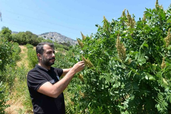 KAHRAMANMARAŞ’TA 22 BİN SUMAK FİDANI VERİME GEÇTİ