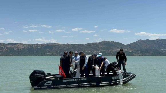 EĞİRDİR GÖLÜ’NE 100 BİN PULLU SAZAN YAVRUSU BIRAKILDI
