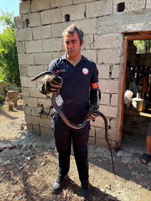 HATAY’DA YERLEŞİM ALANLARINA GİREN YILANLAR YAKALANDI