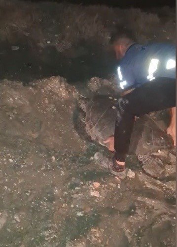 YOLUNU ŞAŞIRAN CARETTA CARETTAYI KUCAĞINA ALIP DENİZE KAVUŞTURDU