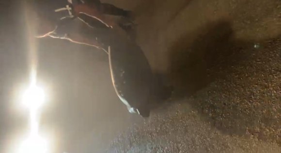 YOLUNU ŞAŞIRAN CARETTA CARETTAYI KUCAĞINA ALIP DENİZE KAVUŞTURDU
