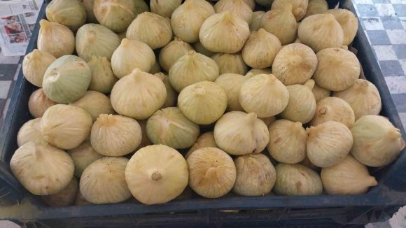 MERSİN’DE İNCİR HASADI BAŞLADI
