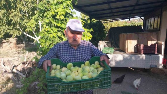 MERSİN’DE İNCİR HASADI BAŞLADI