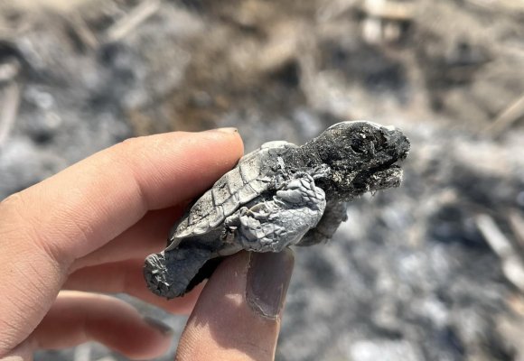 KUMSALDA YAKILAN ATEŞ DENİZE ULAŞMAYA ÇALIŞAN YAVRU CARETTAYI YAKIP TELEF ETTİ