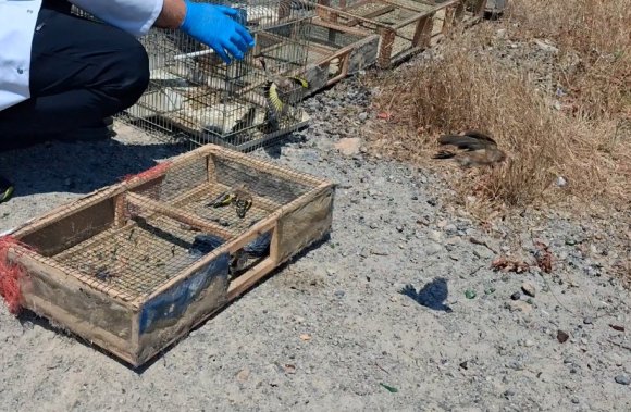 KAHRAMANMARAŞ’TA KAÇAK SAKA KUŞU AVINA OPERASYON: 175 KUŞ KURTARILDI
