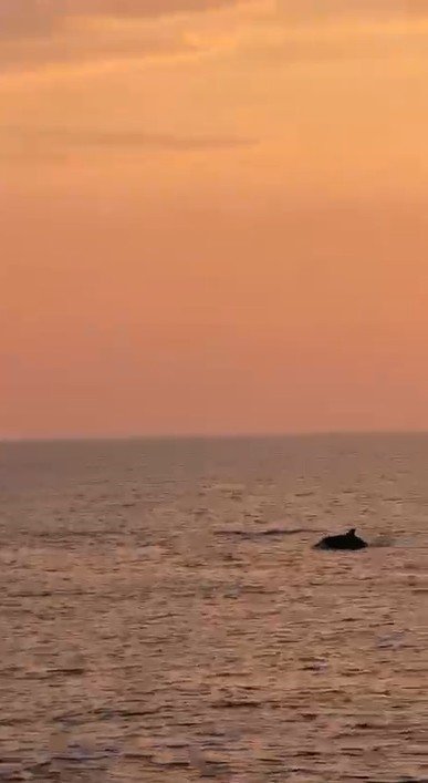 ALANYA AÇIKLARINDA YUNUSLARIN ŞOVU TURİSTLERİ MEST ETTİ