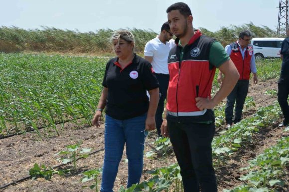 HATAY’DA PAMUK, SOYA VE AYÇİÇEĞİ ÜRETİM ALANLARI KONTROL EDİLDİ