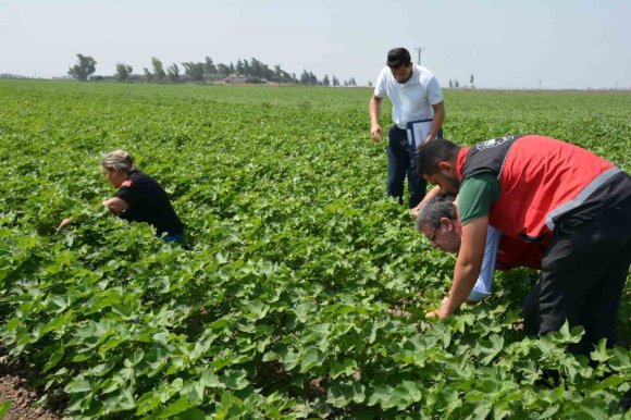 HATAY’DA PAMUK, SOYA VE AYÇİÇEĞİ ÜRETİM ALANLARI KONTROL EDİLDİ