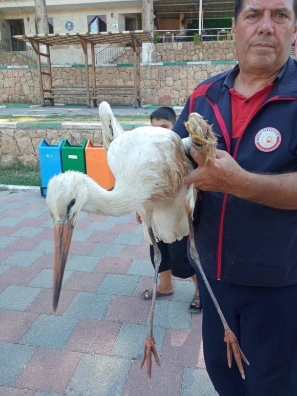 REYHANLI’DA YARALI LEYLEK EKİPLER TARAFINDAN KURTARILDI