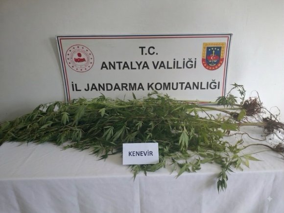 ALANYA’DA UYUŞTURUCU OPERASYONUNDA 745 GRAM ESRAR ELE GEÇİRİLDİ