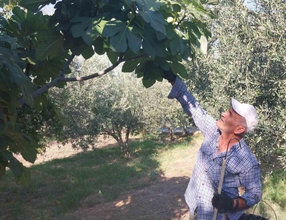 MERSİN’DE BEYAZ İNCİRDE ’YOK YILI’: REKOLTENİN 90 BİN TONDAN 30 BİN TONA DÜŞMESİ BEKLENİYOR