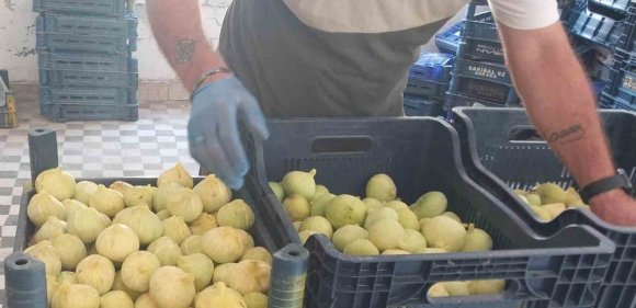 MERSİN’DE BEYAZ İNCİRDE ’YOK YILI’: REKOLTENİN 90 BİN TONDAN 30 BİN TONA DÜŞMESİ BEKLENİYOR