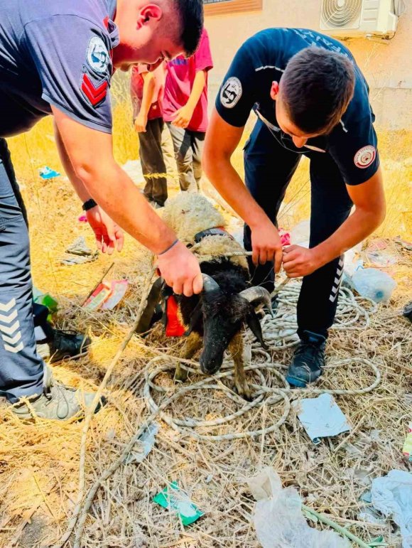 ANTAKYA’DA KUYUYA DÜŞEN 2 KOYUN KURTARILDI