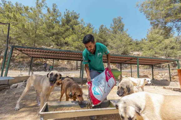 MERSİN’DE 3 BİN 295 KEDİ VE KÖPEK YENİ YUVASINA KAVUŞTU