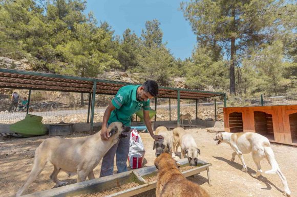 MERSİN’DE 3 BİN 295 KEDİ VE KÖPEK YENİ YUVASINA KAVUŞTU